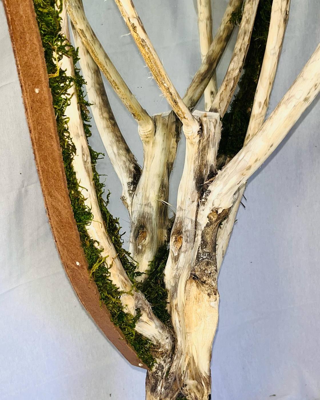 The branch lattice crossing the mirror face, moss banked along the inner edge.